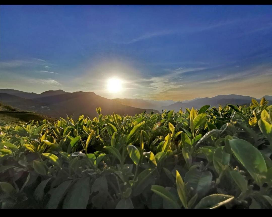 Alishan Tea Homestay Leye Esterno foto